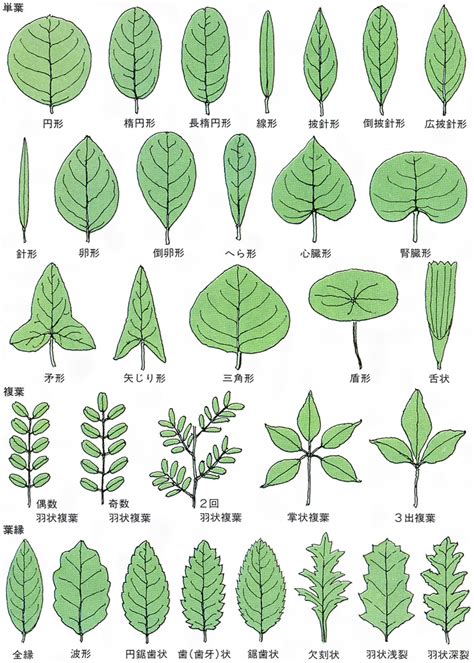 三出複葉植物|葉の形について（その1）